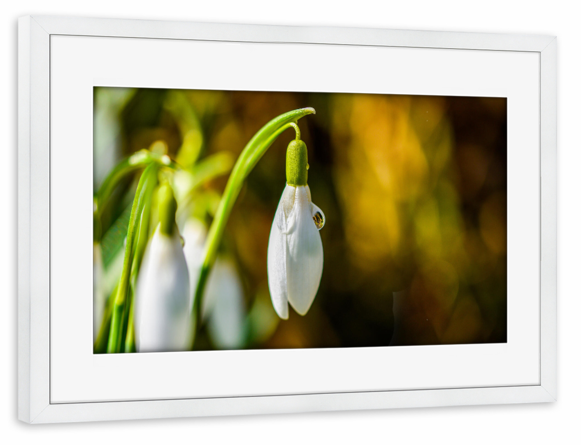 Poster mit Rahmen weiß "Snowdrop" artboxONE - Natur,Floral