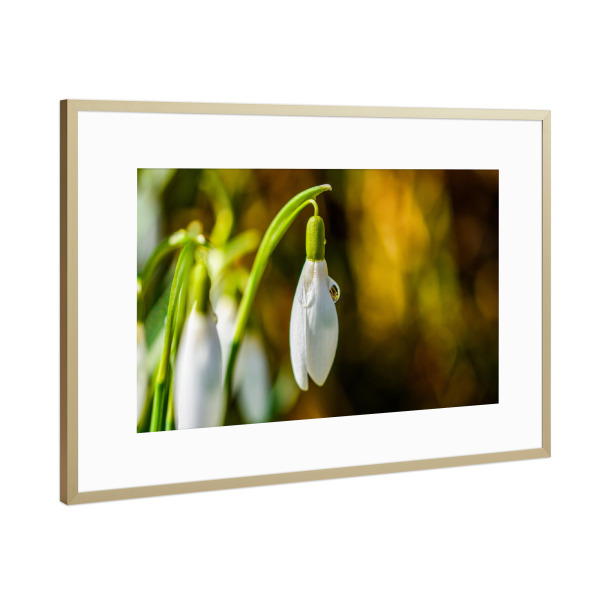 Poster mit Rahmen Gold "Snowdrop" artboxONE - Natur,Floral