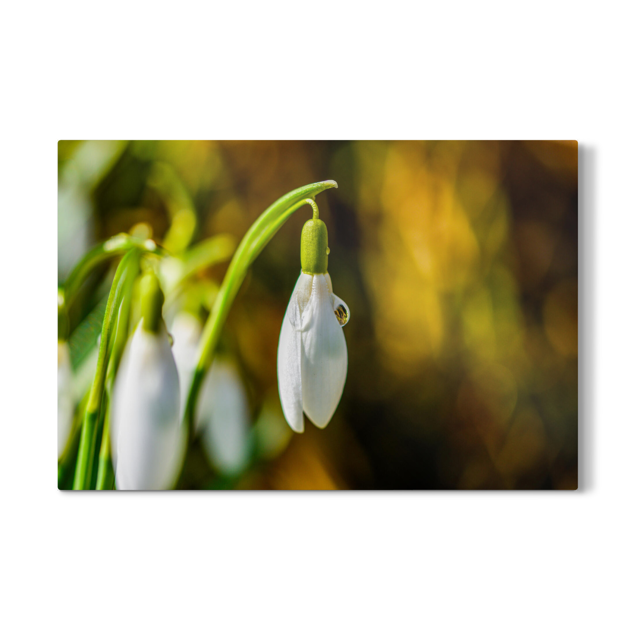 Galerie-Print "Snowdrop" 30x20 cm artboxONE