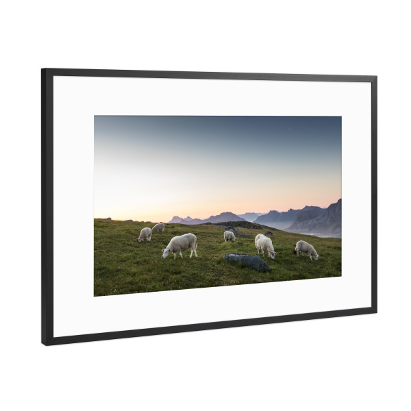 Poster mit Rahmen Schwarz (Metallic) "Lofoten Schafe" artboxONE - Natur,Tiere
