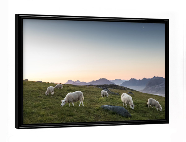 Poster mit schwarzem Rahmen "Lofoten Schafe" artboxONE - Natur,Tiere