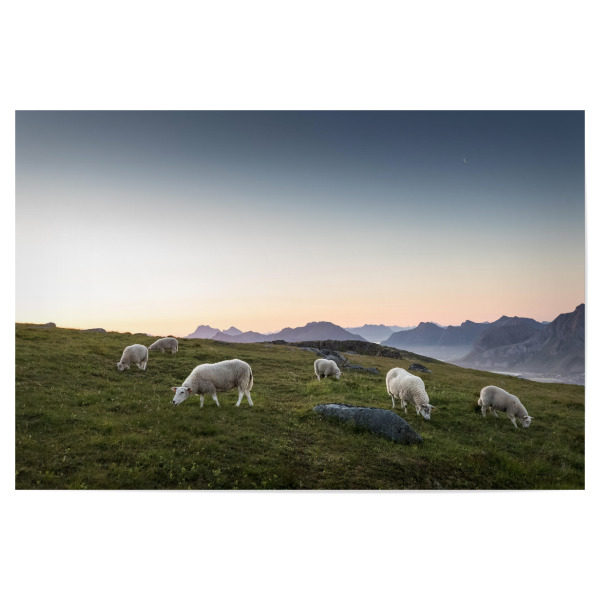Poster "Lofoten Schafe" artboxONE - Natur,Tiere