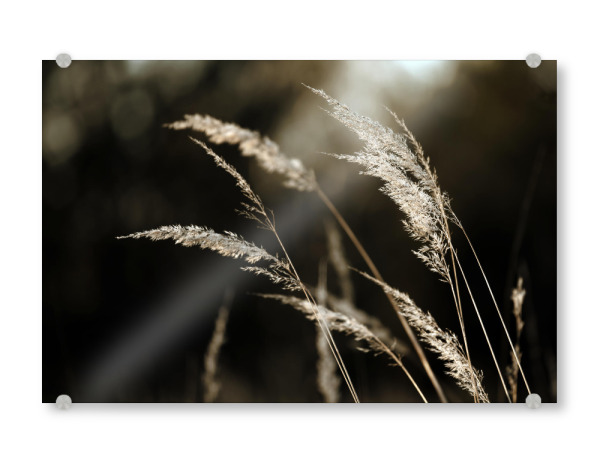 Acrylglasbild "Grass Silhouette beige schwarz" artboxONE - Natur,Floral,Schwarzweiß