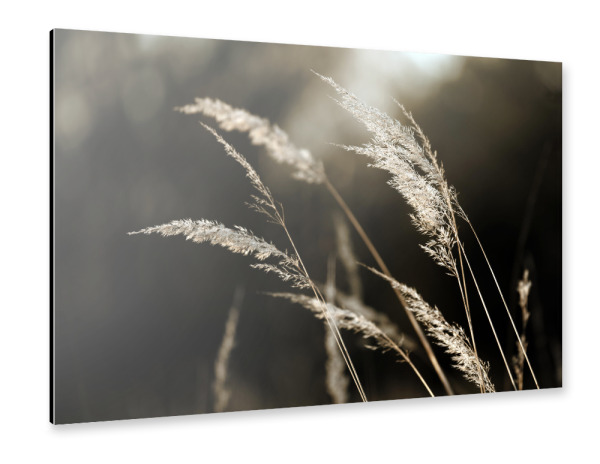Alu-Dibond "Grass Silhouette beige schwarz" 30x20 cm artboxONE