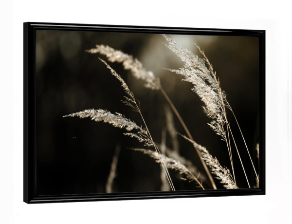 Poster mit schwarzem Rahmen "Grass Silhouette beige schwarz" artboxONE - Natur,Floral,Schwarzweiß