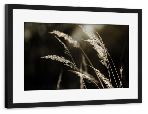Poster mit Rahmen schwarz "Grass Silhouette beige schwarz" artboxONE - Natur,Floral,Schwarzweiß