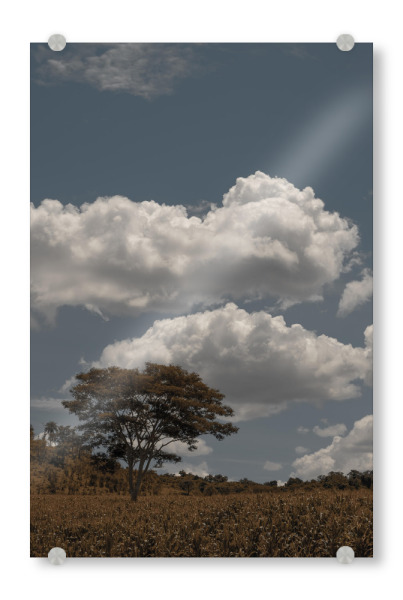 Acrylglasbild "Field Tree" artboxONE - Natur - Tree,Cornfield,Clouds,Sky,Baum,Himmel,Natur,Nature,Landschaft,Landscape,Sonne,Sunny,Sunshine