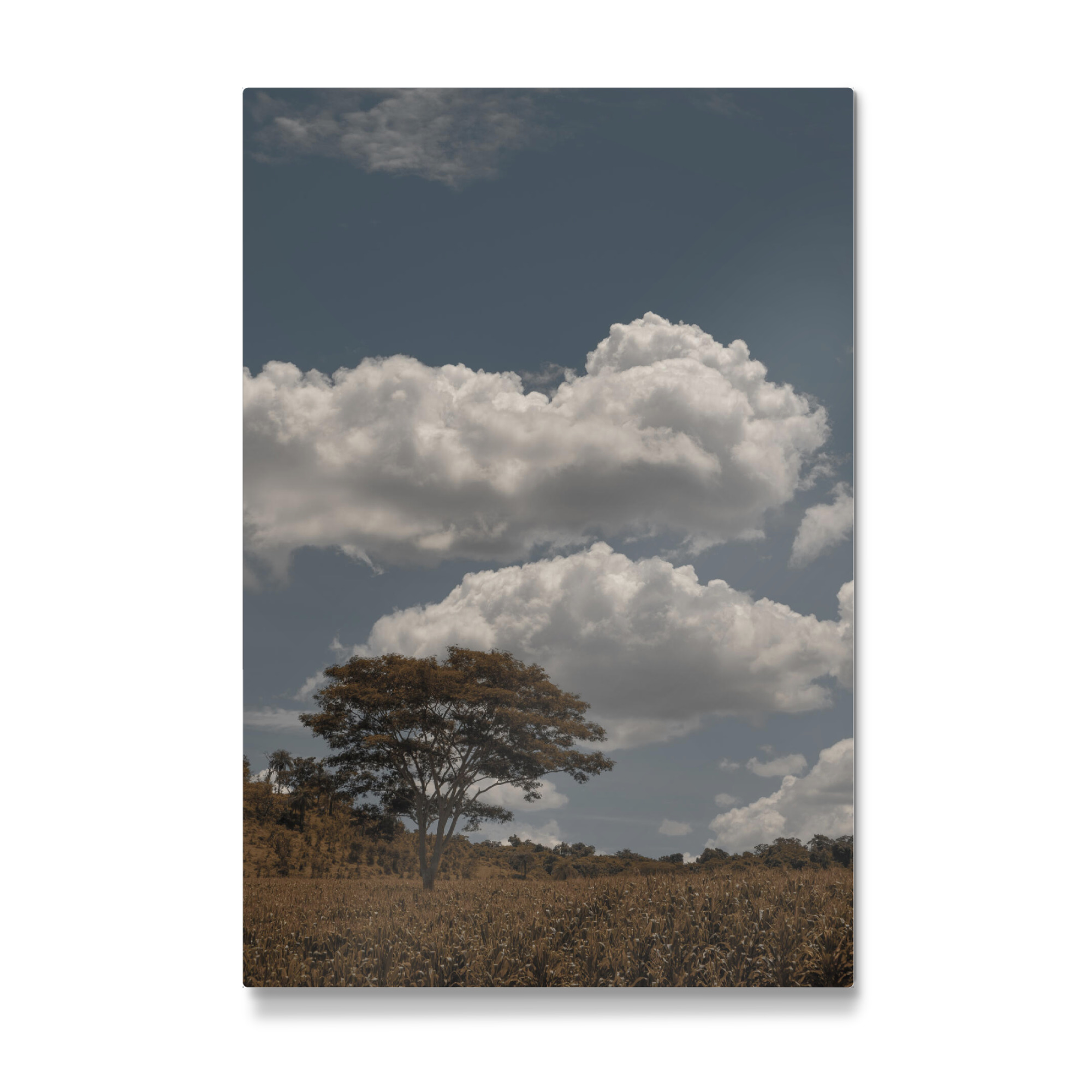 Galerie-Print "Field Tree" 30x20 cm artboxONE