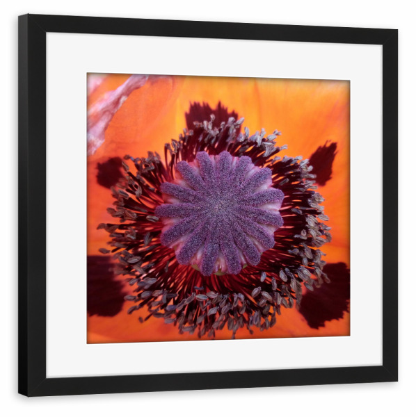 Poster mit Rahmen schwarz "Red Poppy Close-up" artboxONE - Floral