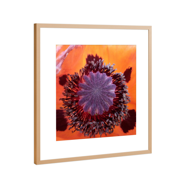 Poster mit Rahmen Kupfer "Red Poppy Close-up" artboxONE - Floral