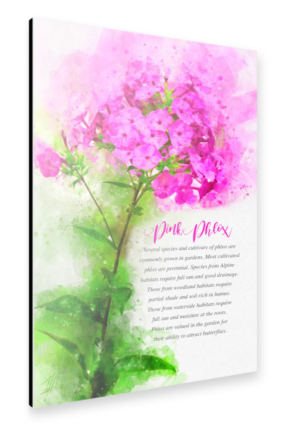Alu-Dibond "Pink Phlox" 30x20 cm artboxONE