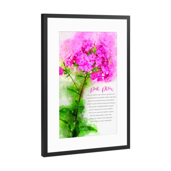 Poster mit Rahmen Schwarz (Metallic) "Pink Phlox" artboxONE - Natur,Floral