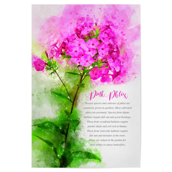 Poster "Pink Phlox" artboxONE - Natur,Floral