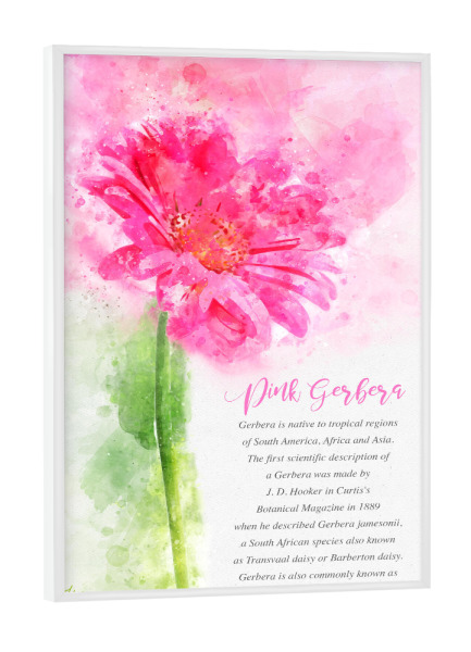 Poster mit weißem Rahmen "Pink Gerbera" artboxONE - Typografie,Natur,Floral