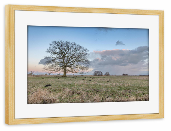 Poster mit Rahmen kiefer "Der Abendbaum" artboxONE - Natur