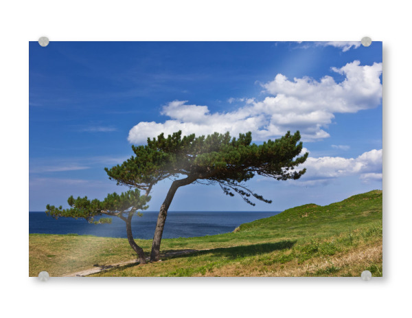 Acrylglasbild "Baum an der Ostsee" artboxONE - Natur,Reise,Reise / Strand und Meer,Reise / Länder
