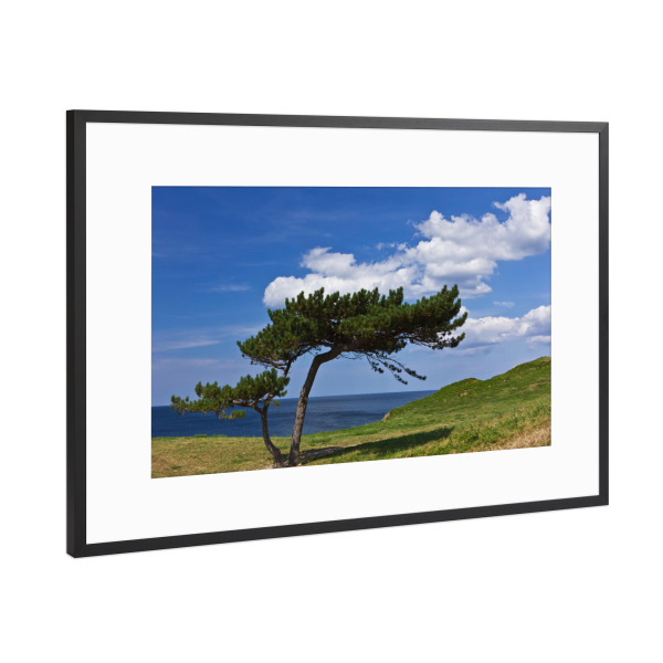Poster mit Rahmen Schwarz (Metallic) "Baum an der Ostsee" artboxONE - Natur,Reise,Reise / Strand und Meer,Reise / Länder