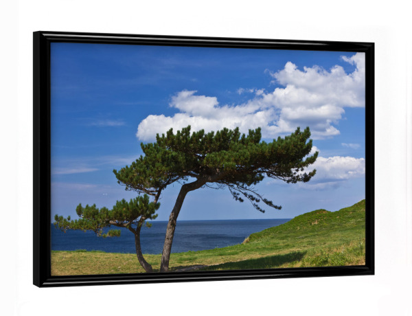 Poster mit schwarzem Rahmen "Baum an der Ostsee" artboxONE - Natur,Reise,Reise / Strand und Meer,Reise / Länder