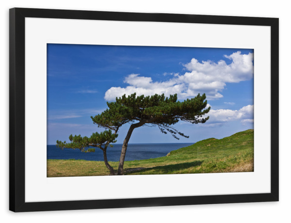 Poster mit Rahmen schwarz "Baum an der Ostsee" artboxONE - Natur,Reise,Reise / Strand und Meer,Reise / Länder