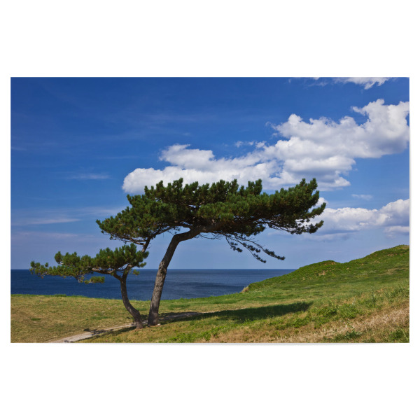Poster "Baum an der Ostsee" artboxONE - Natur,Reise,Reise / Strand und Meer,Reise / Länder