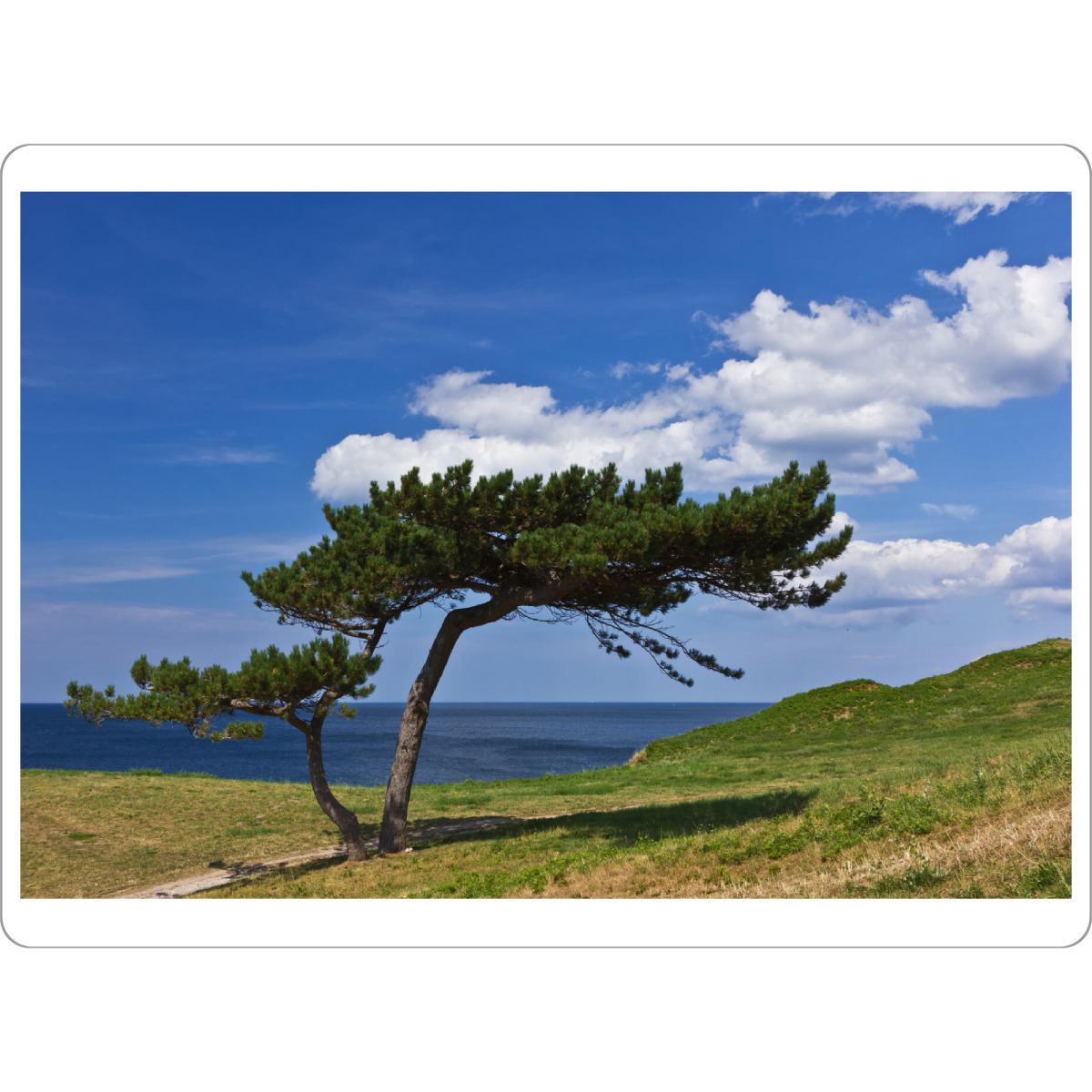 Tischset "Baum an der Ostsee" artboxONE - Natur,Reise,Reise / Strand und Meer,Reise / Länder