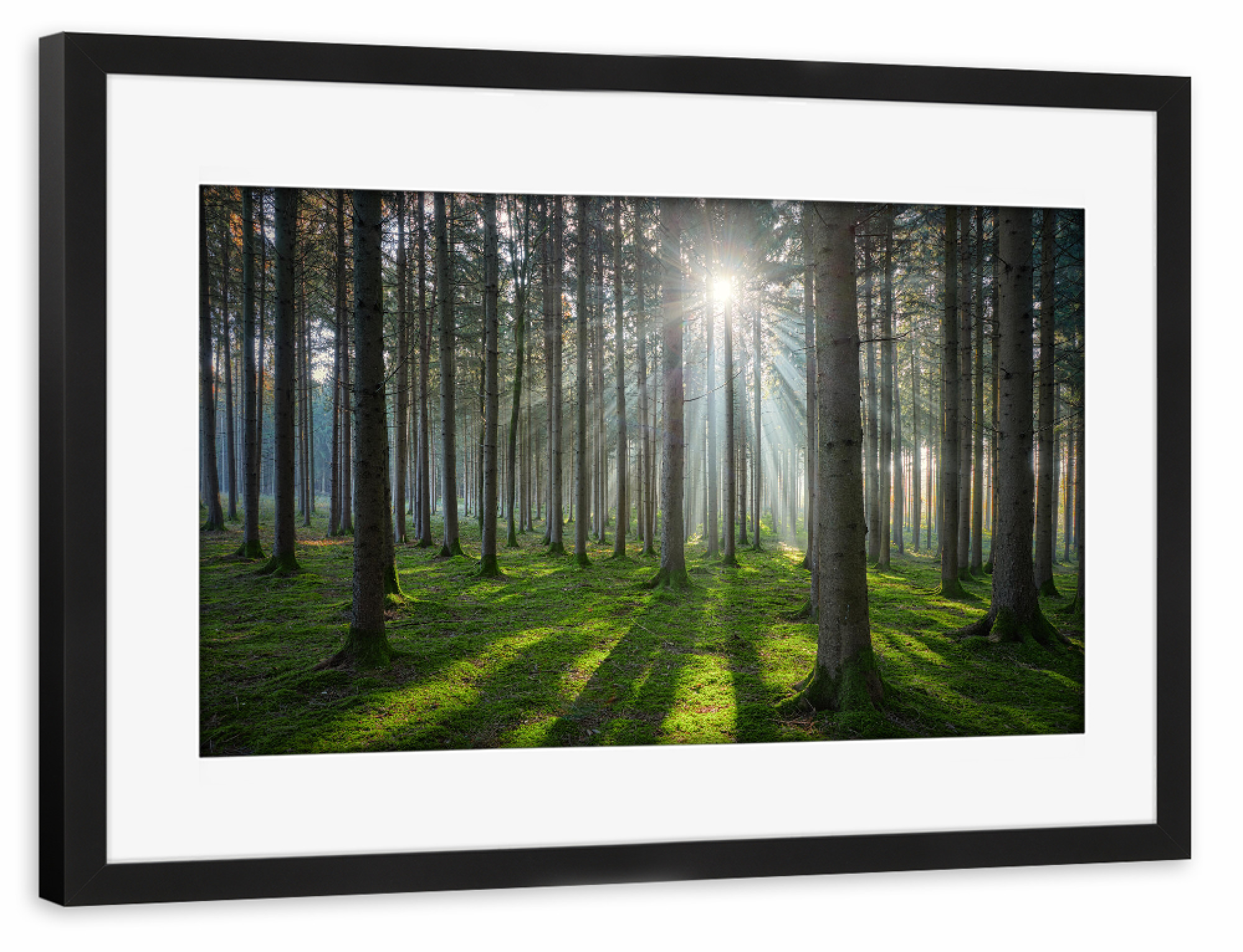 Poster mit Rahmen schwarz "Sonniger Wald" artboxONE - Natur
