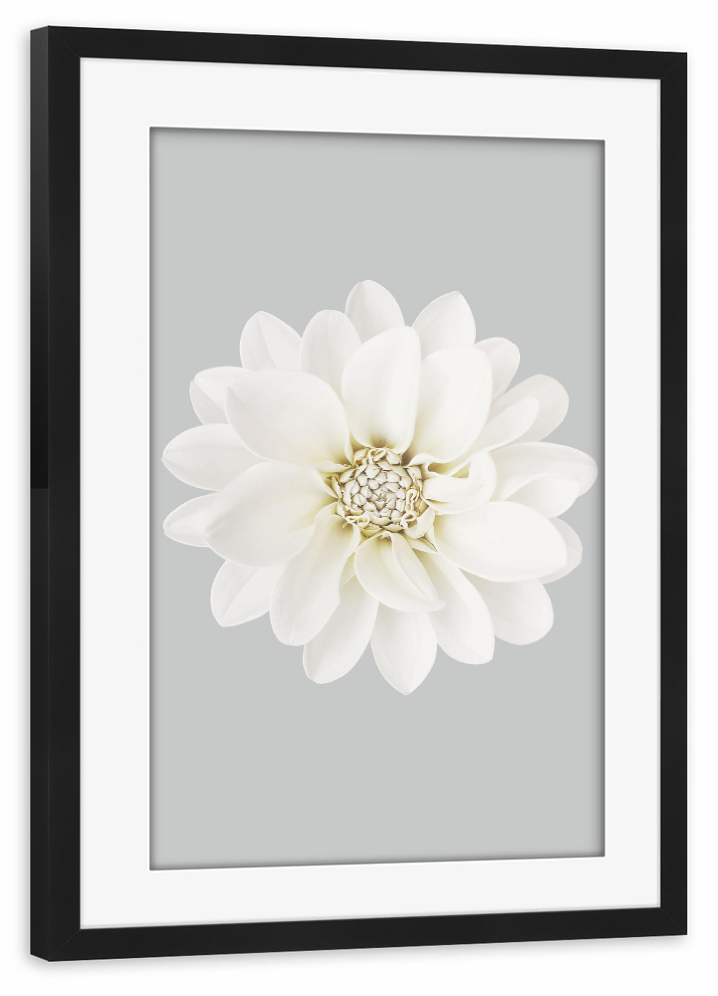 Poster mit Rahmen schwarz "Lovely White Flower" artboxONE - Natur,Floral