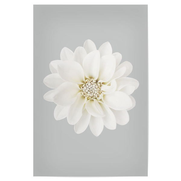 Poster 30x20 cm "Lovely White Flower" artboxONE - Natur,Floral - Blossom,Flower,White,Blume,Blue,Skyblue,Himmelblau,Love,Floral,Nature,Natur,Bloom