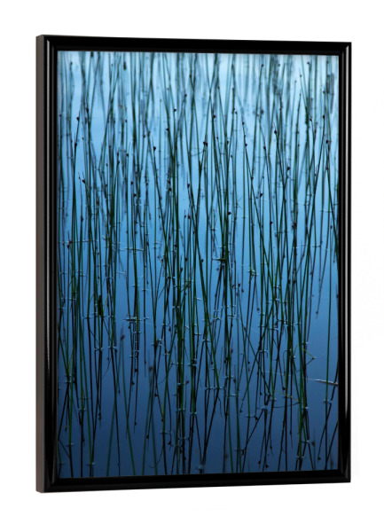 Poster mit schwarzem Rahmen "Gräser im See" artboxONE - Natur,Reise,Reise / Länder