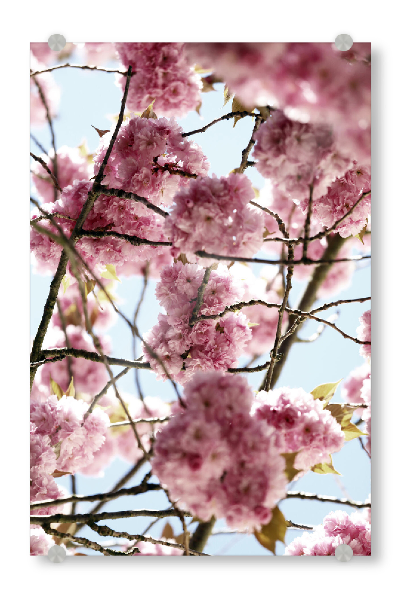 Acrylglasbild "Kirschblüte Pastell Rosa" artboxONE - Natur,Floral,Liebe,Reise / Asien