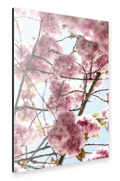 Alu-Dibond "Kirschblüte Pastell Rosa" 30x20 cm artboxONE
