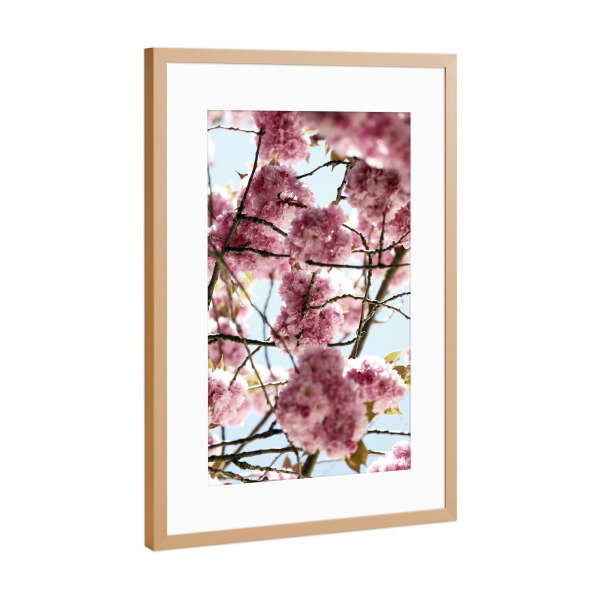 Poster mit Rahmen Kupfer "Kirschblüte Pastell Rosa" artboxONE - Natur,Floral,Liebe,Reise / Asien