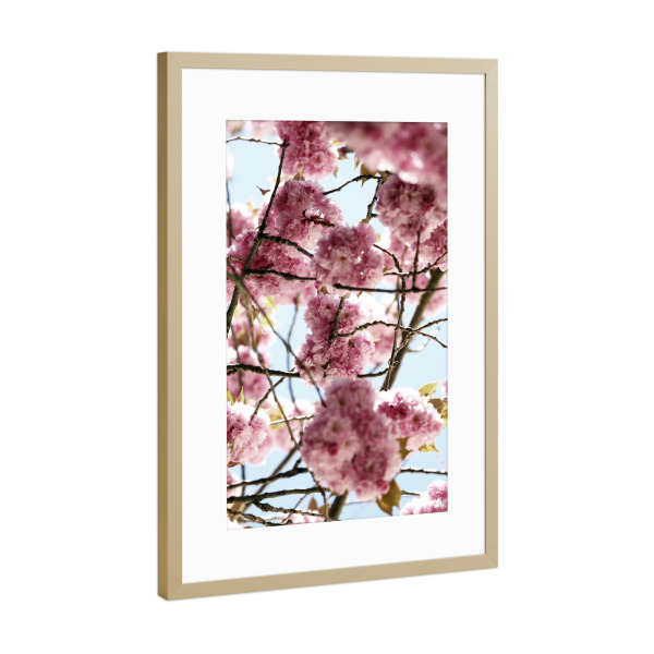 Poster mit Rahmen Gold "Kirschblüte Pastell Rosa" artboxONE - Natur,Floral,Liebe,Reise / Asien