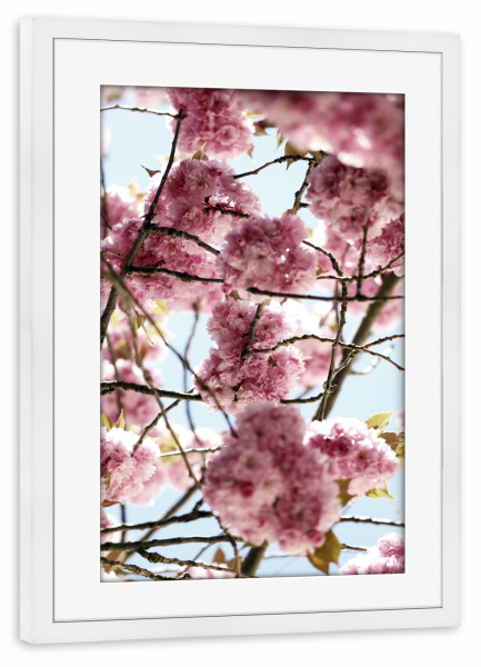Poster mit Rahmen weiß "Kirschblüte Pastell Rosa" artboxONE - Natur,Floral,Liebe,Reise / Asien