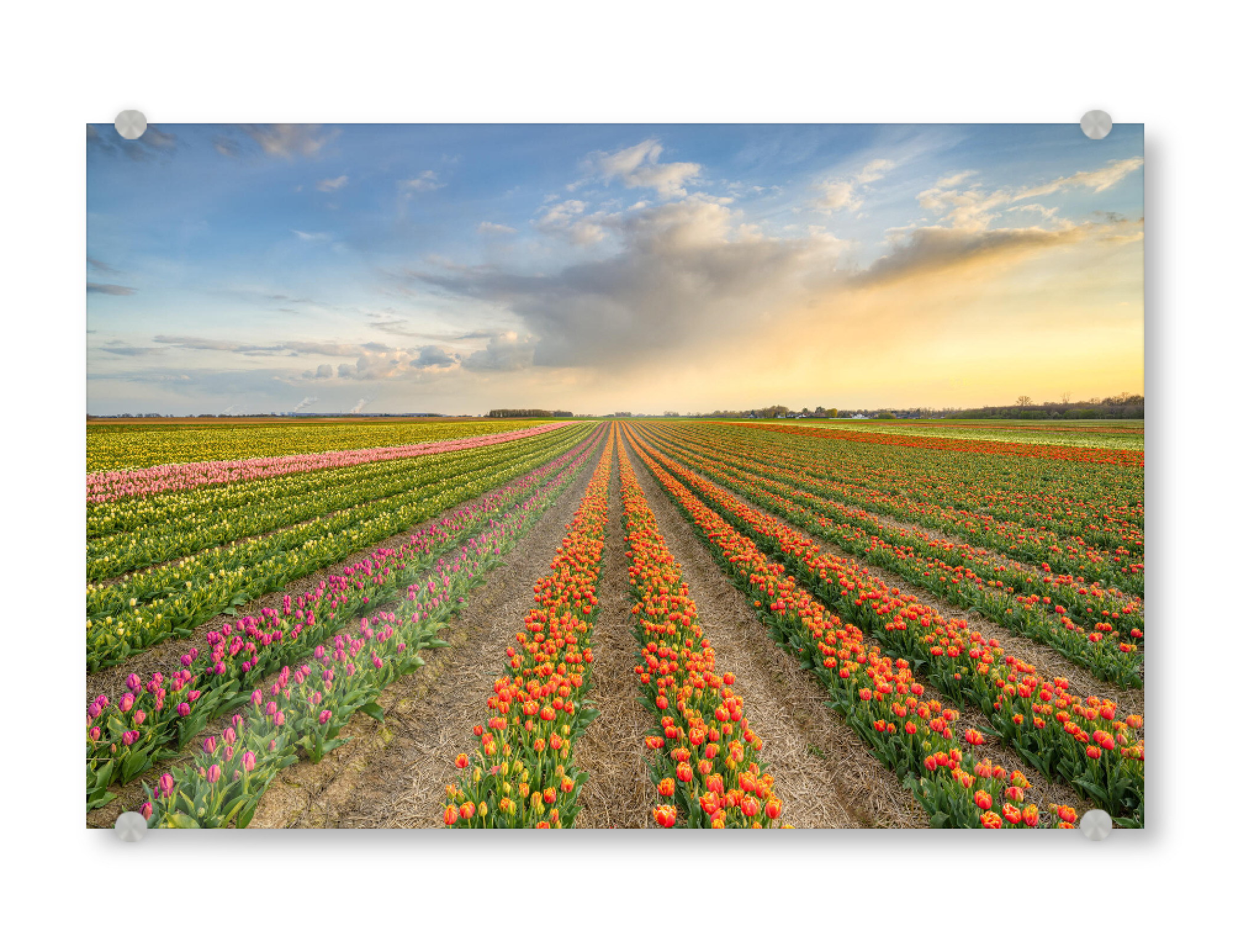 Acrylglasbild "Im Tulpenfeld bei Sonnenuntergang" artboxONE - Natur