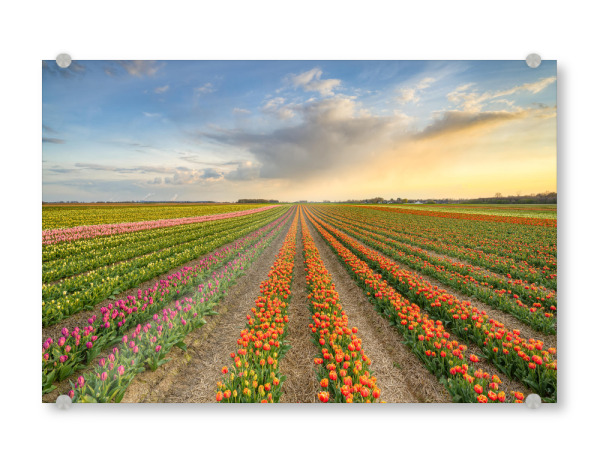Acrylglasbild "Im Tulpenfeld bei Sonnenuntergang" artboxONE - Natur