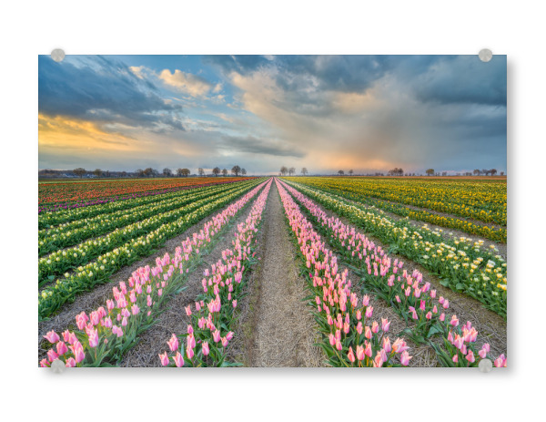 Acrylglasbild "Tulpenfeld Rheinland" artboxONE - Natur