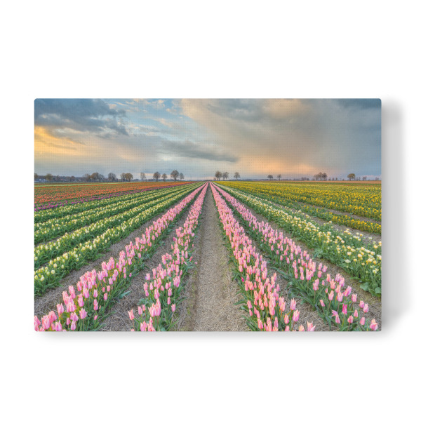 Leinwandbild "Tulpenfeld Rheinland" artboxONE - Natur
