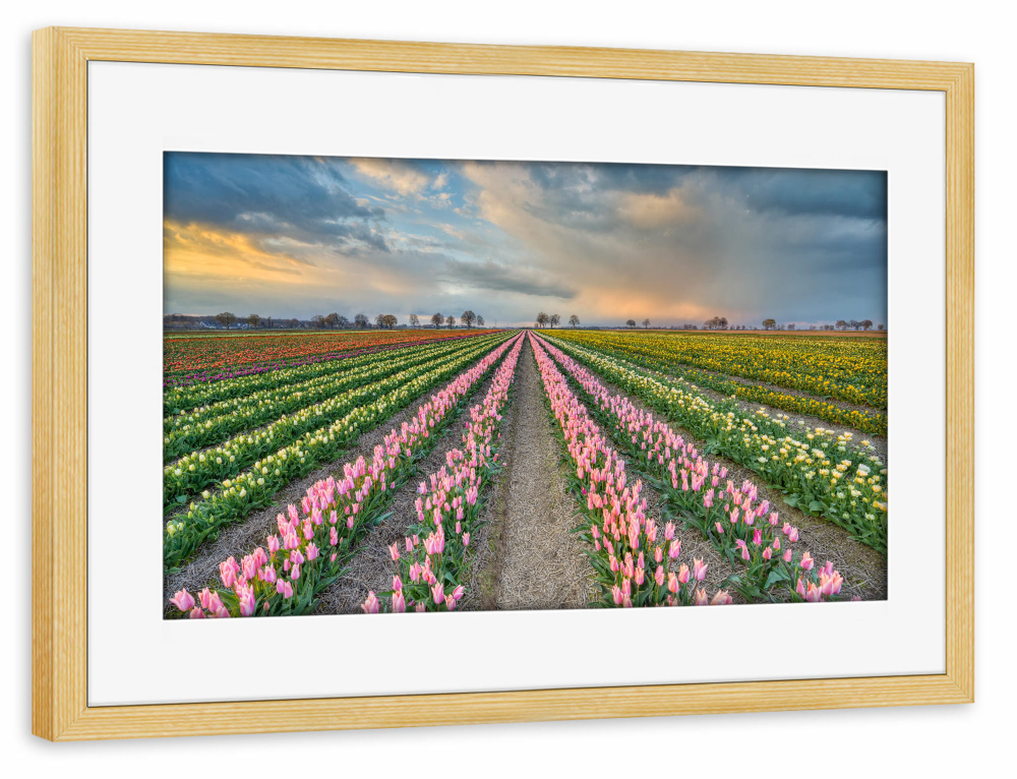 Poster mit Rahmen kiefer "Tulpenfeld Rheinland" artboxONE - Natur