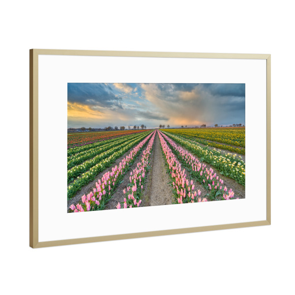 Poster mit Rahmen Gold "Tulpenfeld Rheinland" artboxONE - Natur