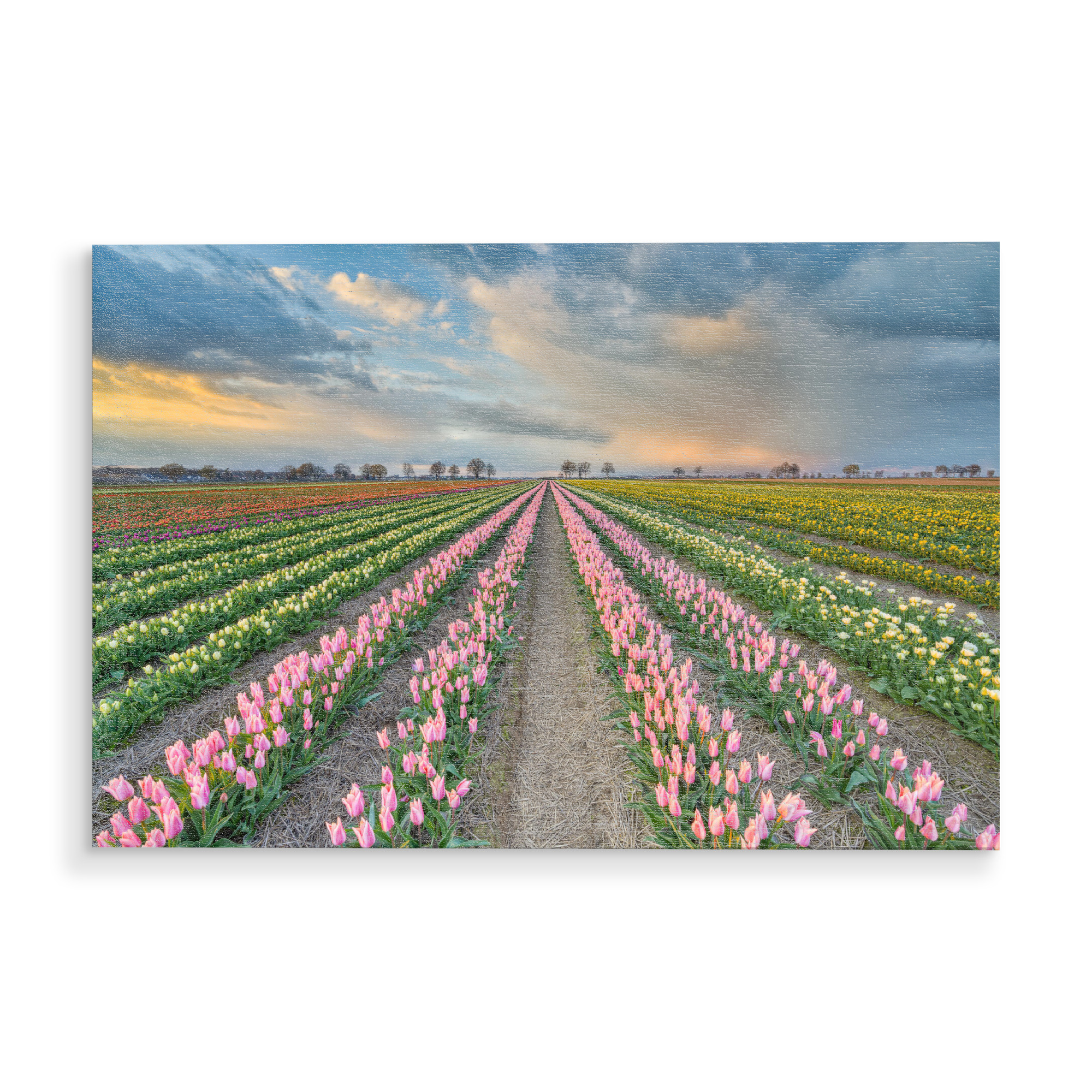 Holzbild "Tulpenfeld Rheinland" artboxONE - Natur