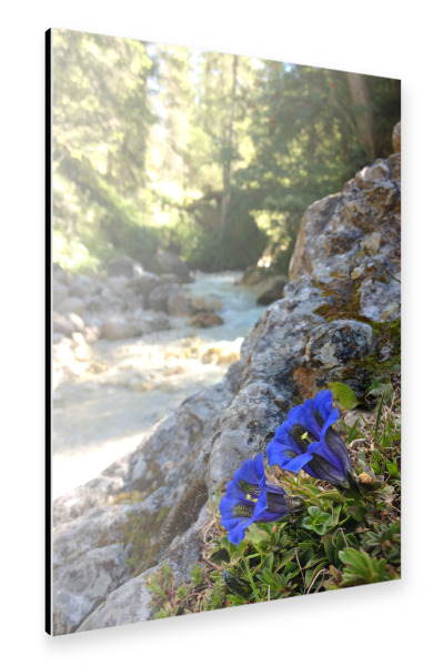 Alu-Dibond "Enzian am Wildbach" 30x20 cm artboxONE