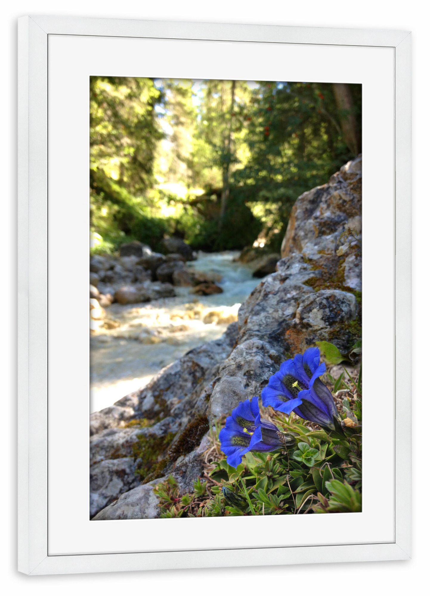 Poster mit Rahmen weiß "Enzian am Wildbach" artboxONE - Natur,Reise,Floral