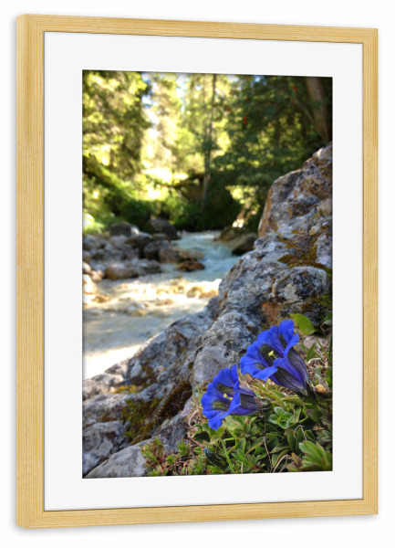 Poster mit Rahmen kiefer "Enzian am Wildbach" artboxONE - Natur,Reise,Floral