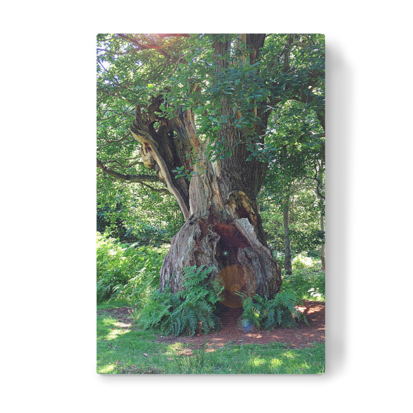 Leinwandbild "Uralte Eiche" artboxONE - Natur,Floral,Reise / Länder