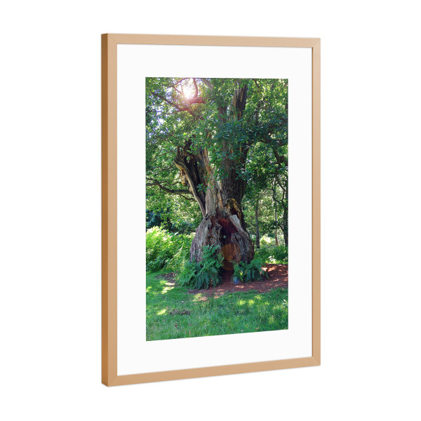 Poster mit Rahmen Kupfer "Uralte Eiche" artboxONE - Natur,Floral,Reise / Länder