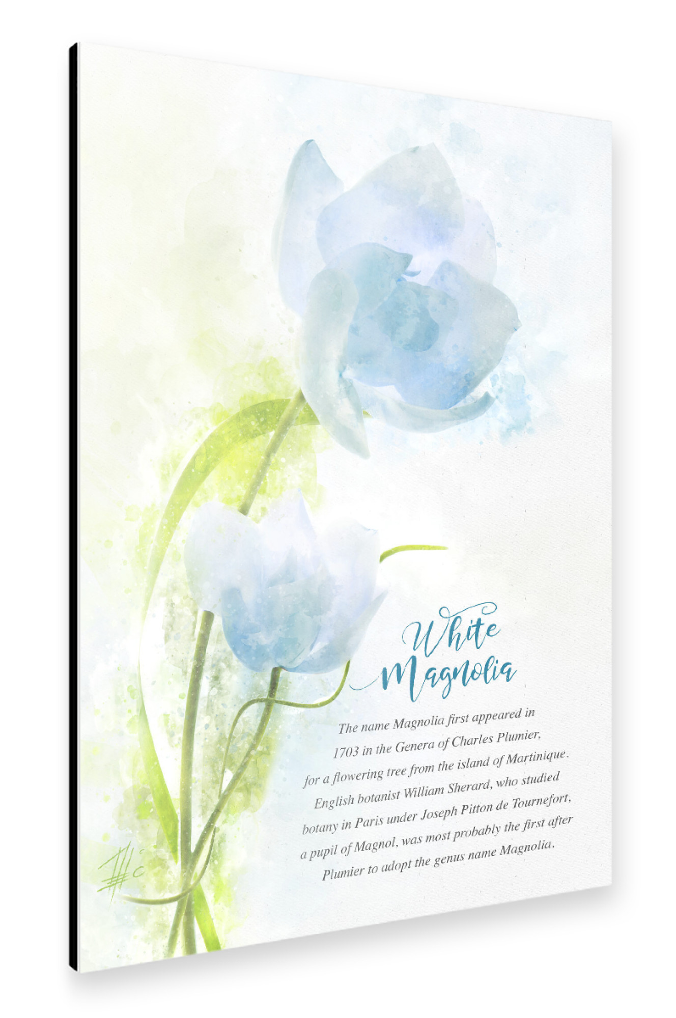 Alu-Dibond "White Magnolia" 30x20 cm artboxONE