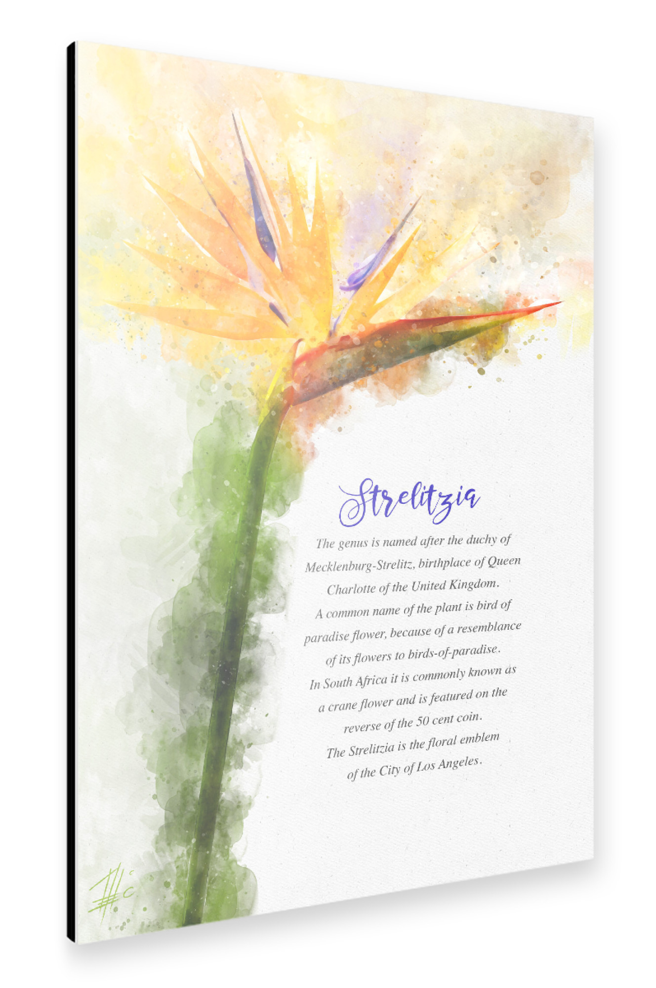 Alu-Dibond "Orange Strelitzia" 30x20 cm artboxONE