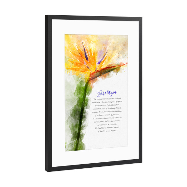 Poster mit Rahmen Schwarz (Metallic) "Orange Strelitzia" artboxONE - Natur,Floral
