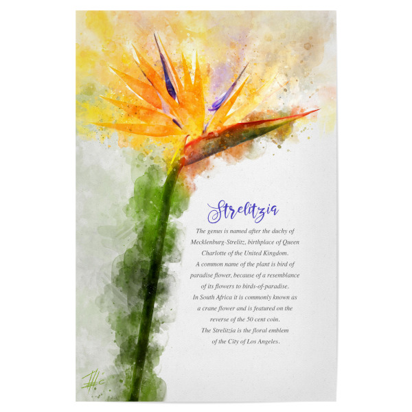 Poster "Orange Strelitzia" artboxONE - Natur,Floral